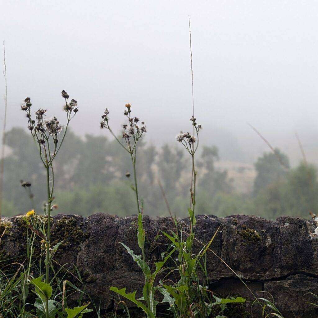 A photograph taken by Kayleigh from Verbawise. It features some plants in front of a wall with a foggy background of trees in the distance. This photo highlights Kayleigh's enjoyment of content creation and exploring the UK